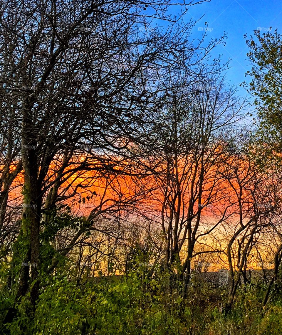 Morning sky behind the bare branches 