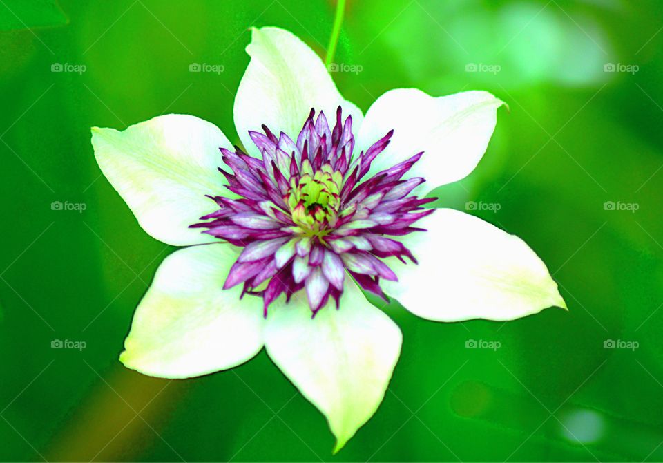 Close-up of white and purple flower