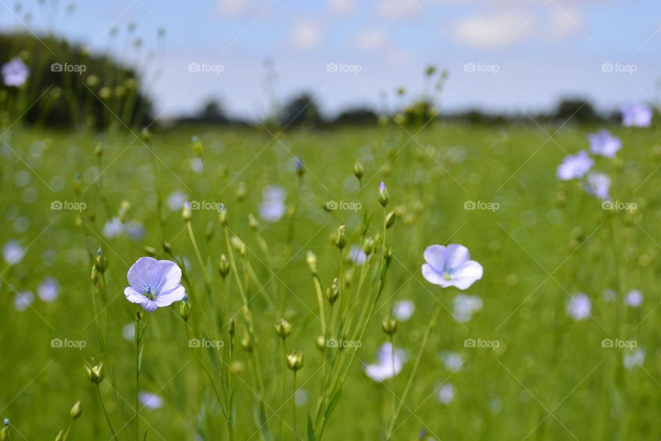 What a joy to walk in the countryside in the summer! Nature gives us beautiful colors everywhere