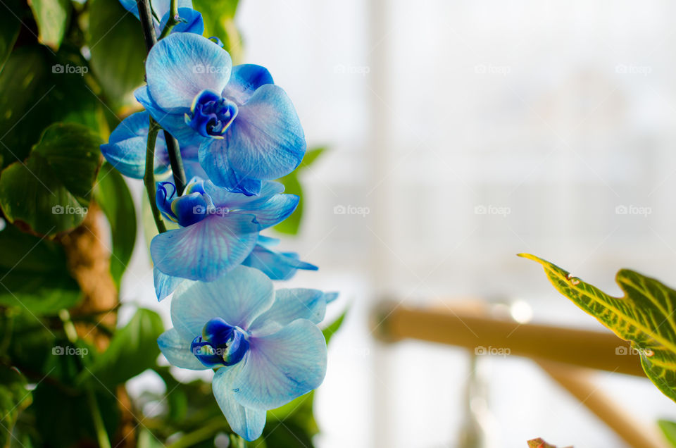 Close-up of blue orchid flowers