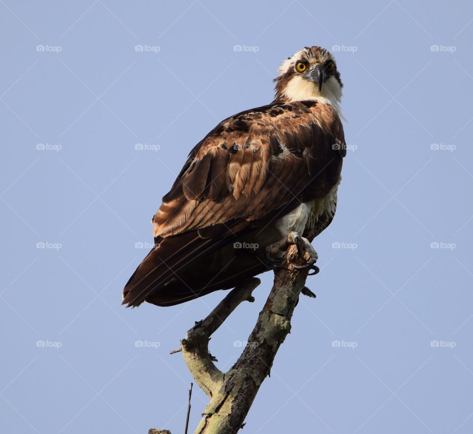 Osprey looking for something to eat