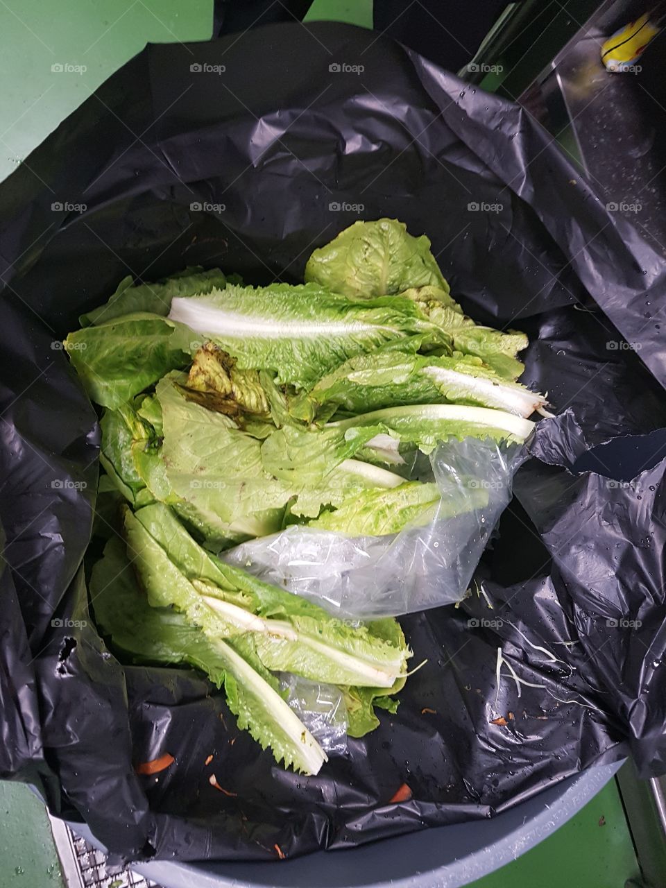 Food waste, throwing fresh salad into the garbage