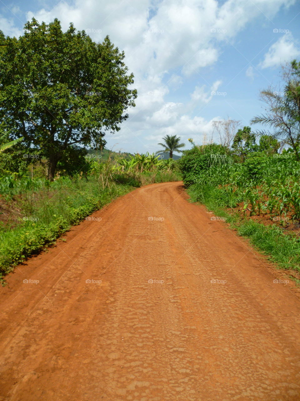 Country road surrounded by tropical forest in africa