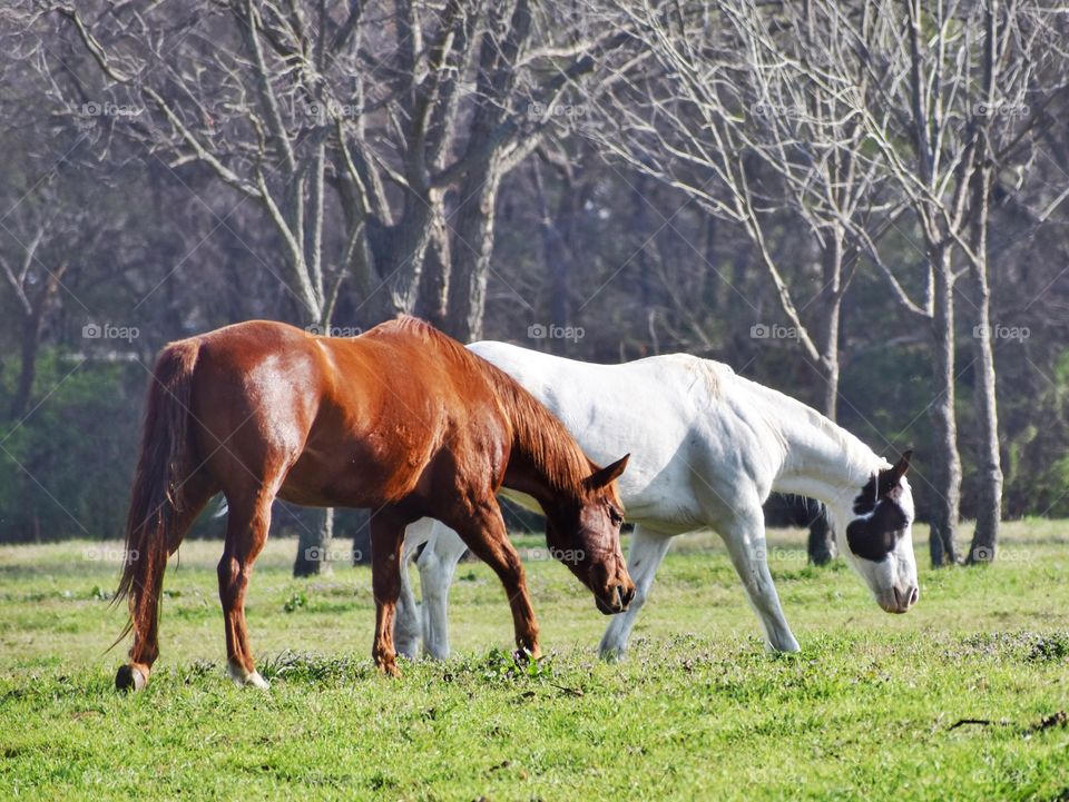 Horses standing on grass