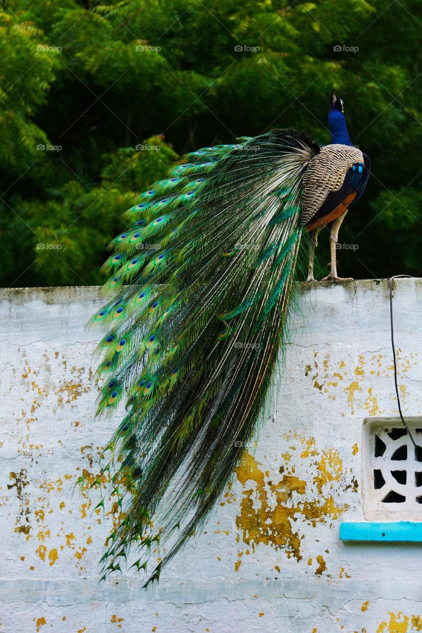 beautiful peacock feathers spread