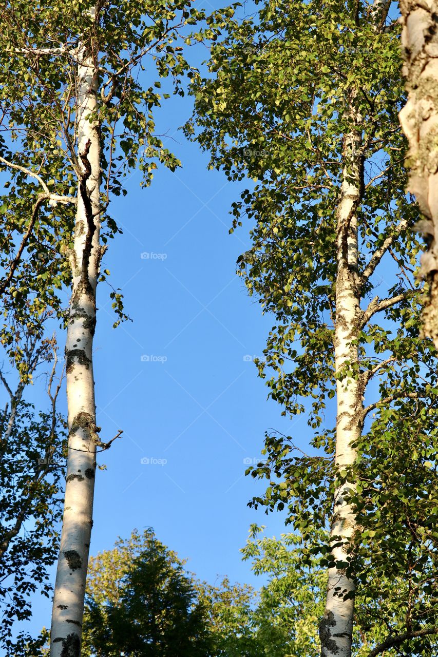 Twin birch trees in height of summer against blue sky 