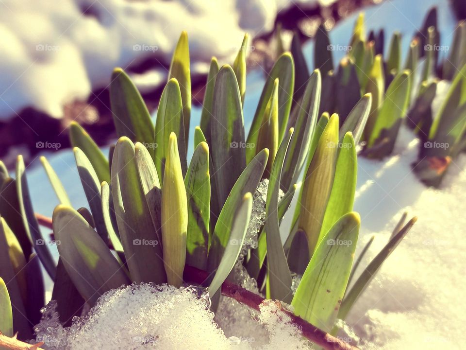 leaves and buds of a narcissus flower under the snow