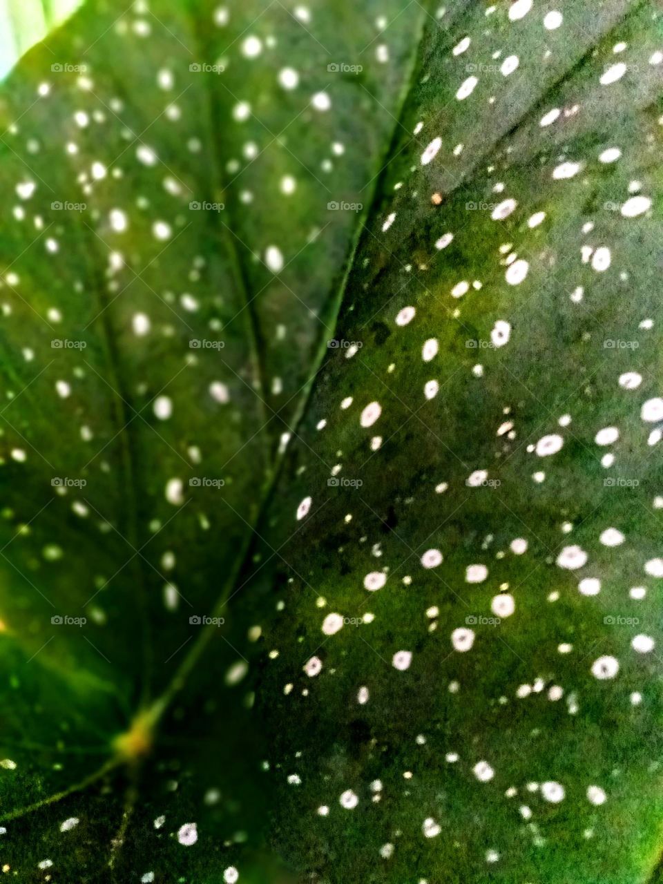 leaf