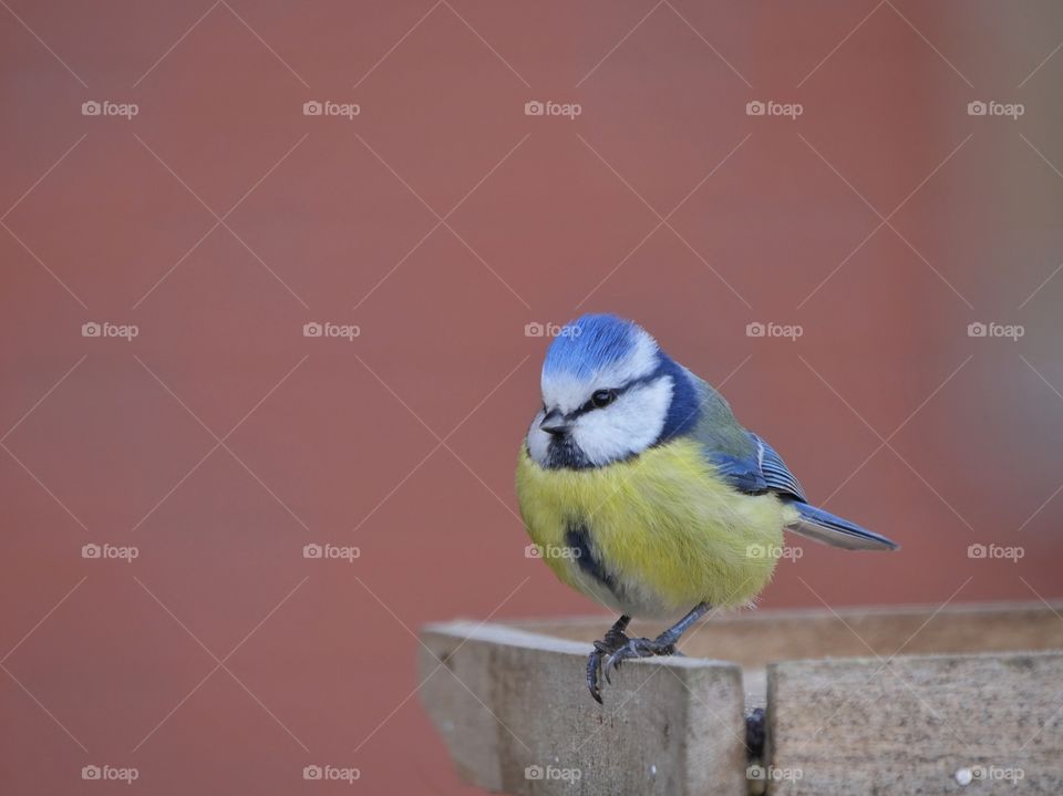 Portrait of Eurasian blue tit