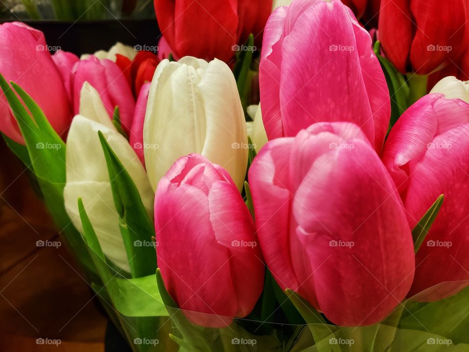 tulips