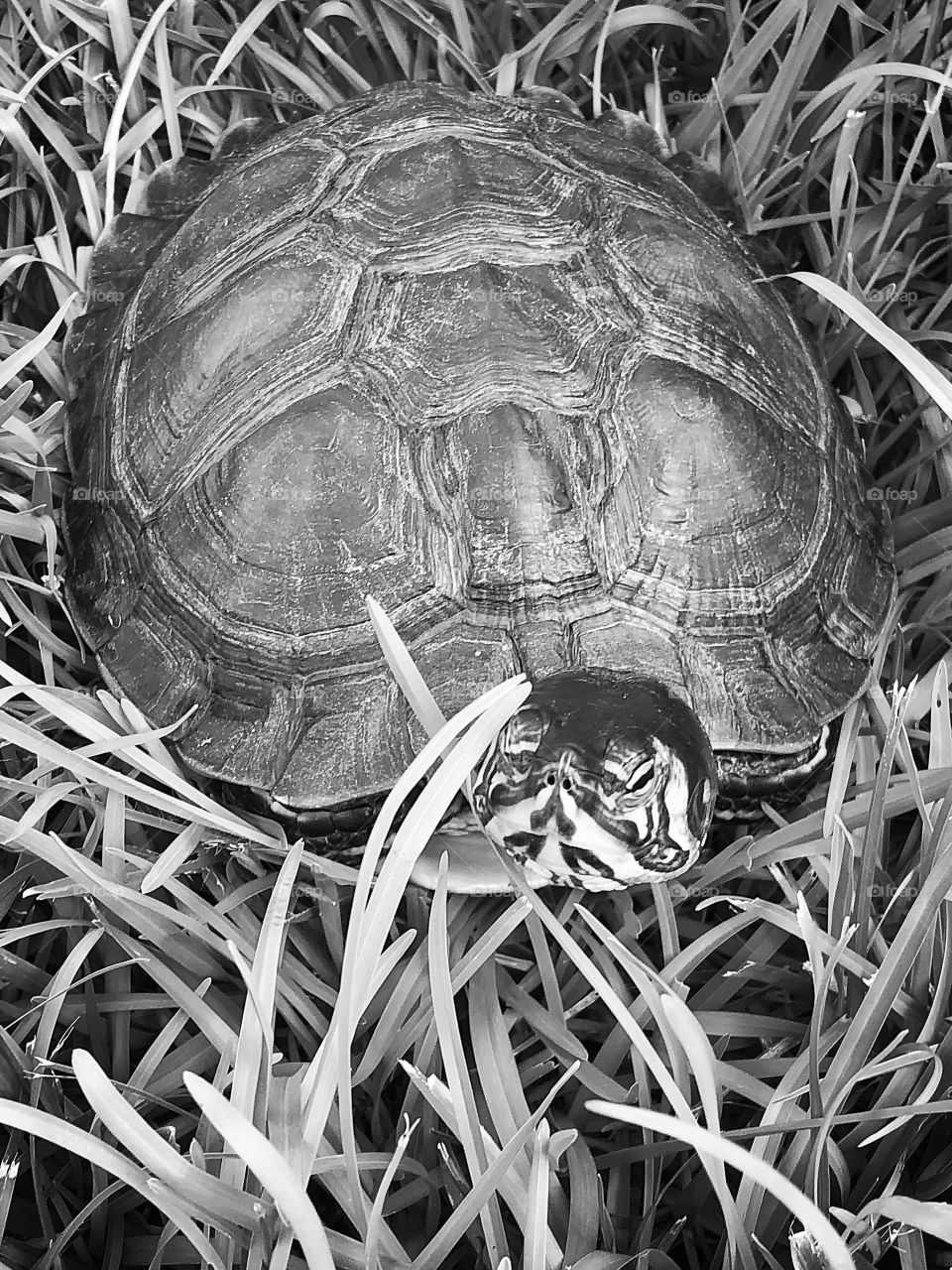 Pet yellow belly turtle in black and white loving the summer sun 