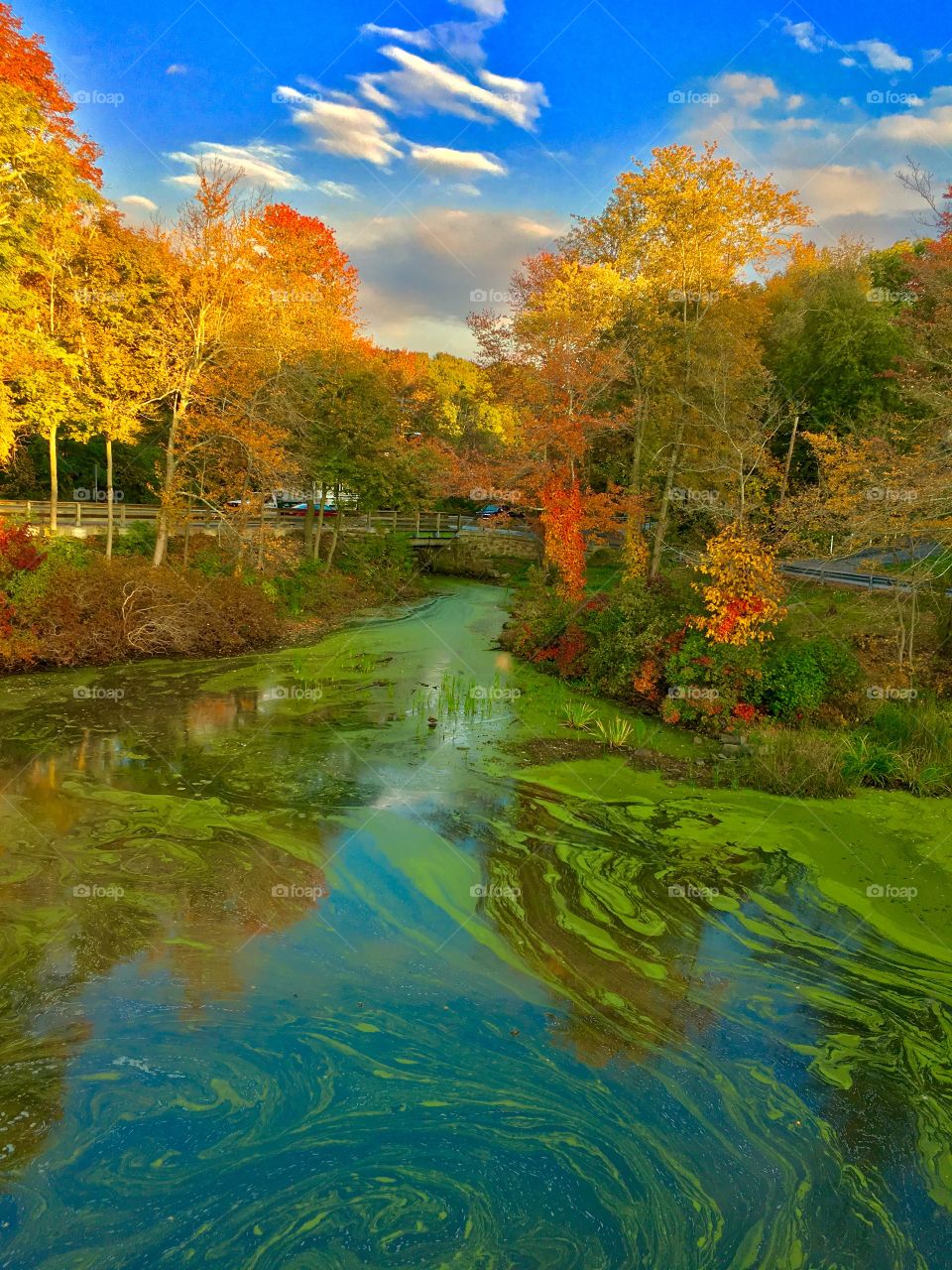 Autumn Riverscape

Green slime on the water's surface complements the  multi-colored foliage in this Autumn scene in Rhode Island.

