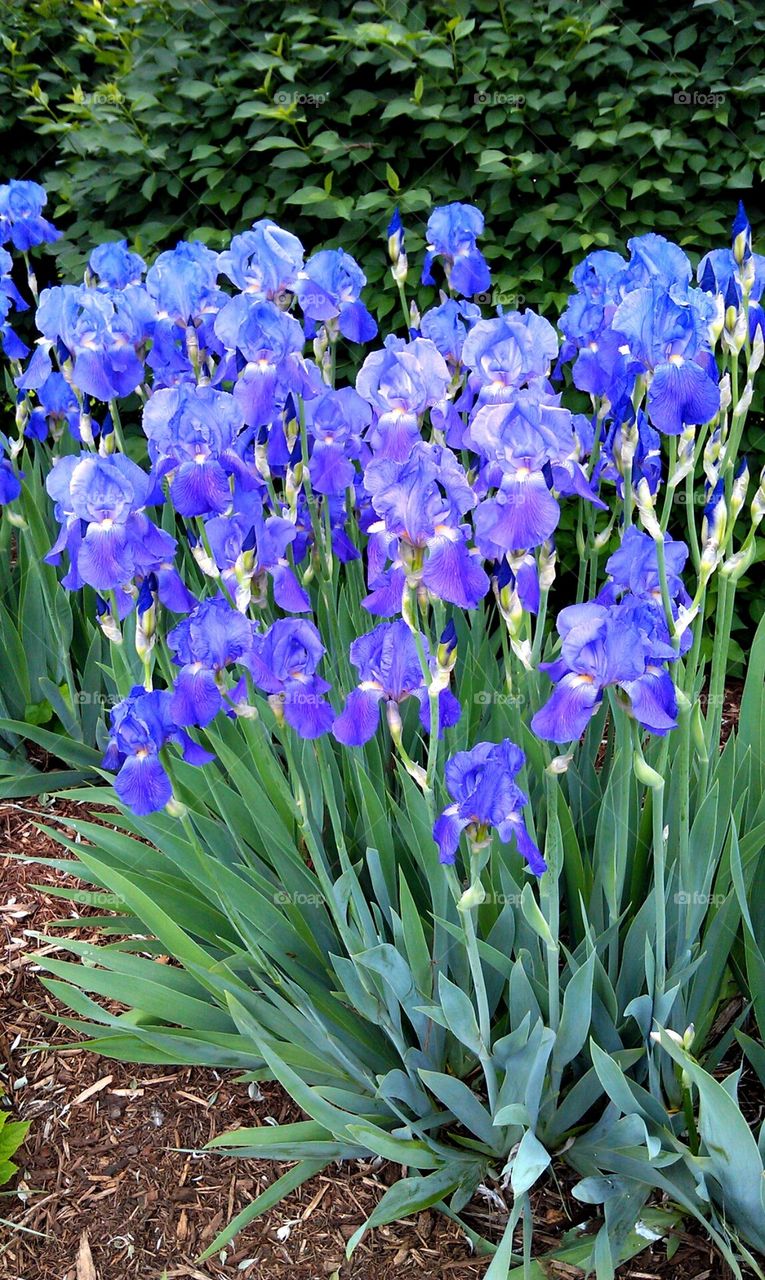Iris in Full Bloom