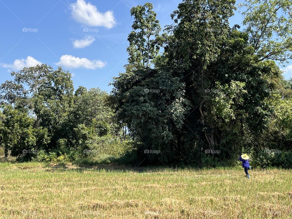 My family grows jasmine rice in Nakhon Sawan province @ Thailand 🇹🇭