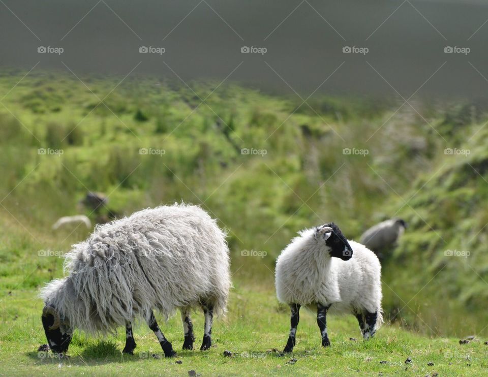 Ewe and lamb near Bolton Abbey