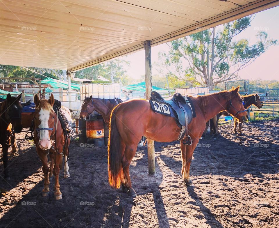 At the stable horses 