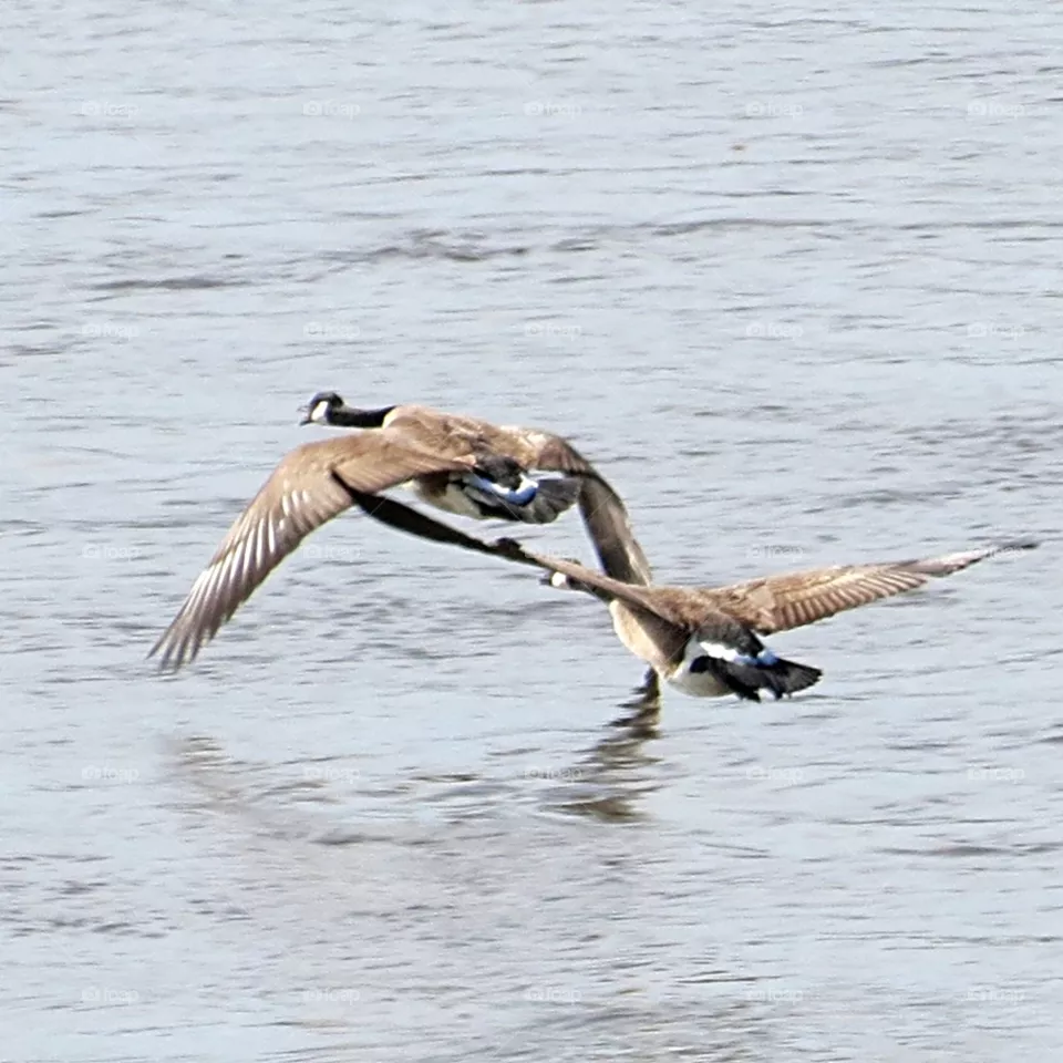 Canada geese in flight