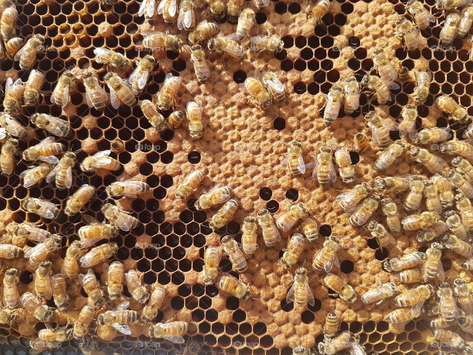 Bees Brood Frame bee hive beekeeping