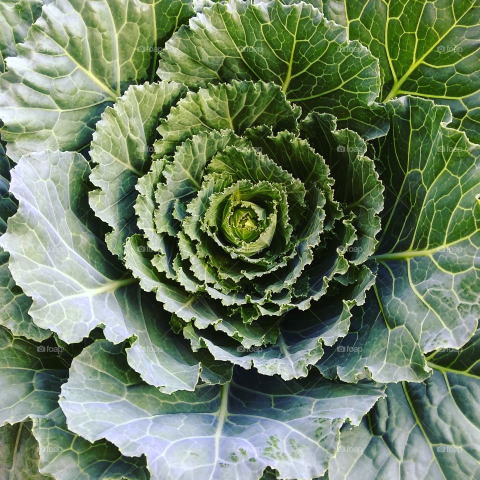 Ornamental Cabbage Selfie