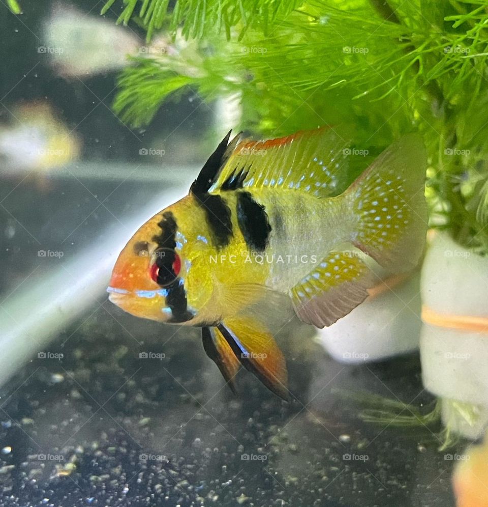 beautiful fish Ram