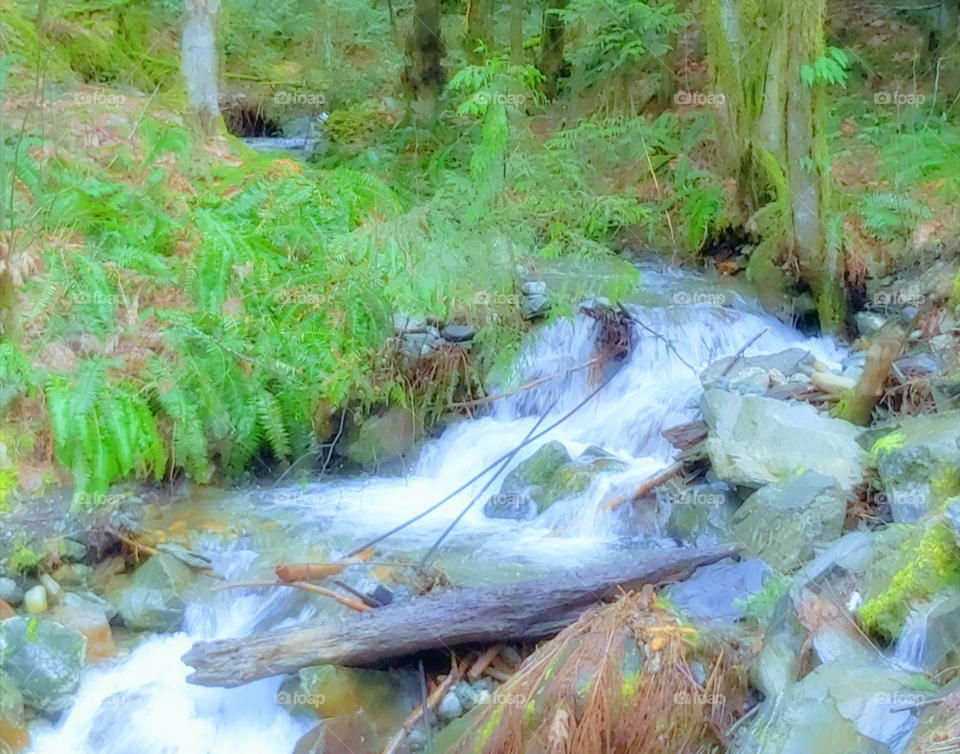 forest waterfall