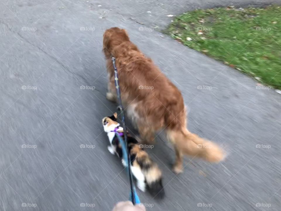 Dog and cat walk