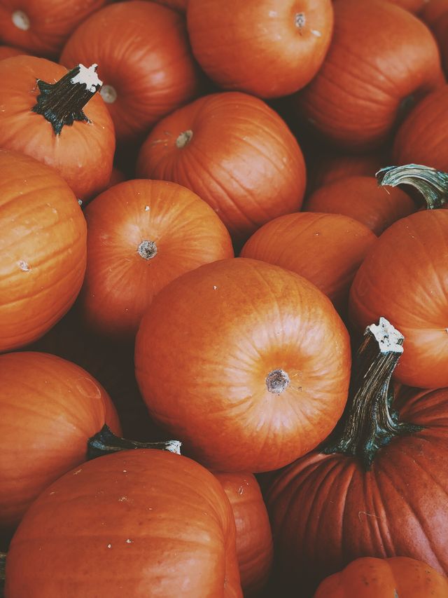 Pumpkins Piled Up, Pumpkin Patch, Pumpkins In The Autumn, Halloween Celebration With Pumpkins, Pick A Pumpkin, Jack-O-Lantern, Finding A Pumpkin, In The Pumpkin Patch, Fresh Farm Pumpkins 