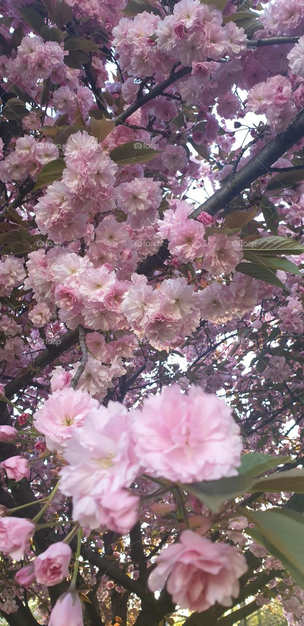 japanese cherry