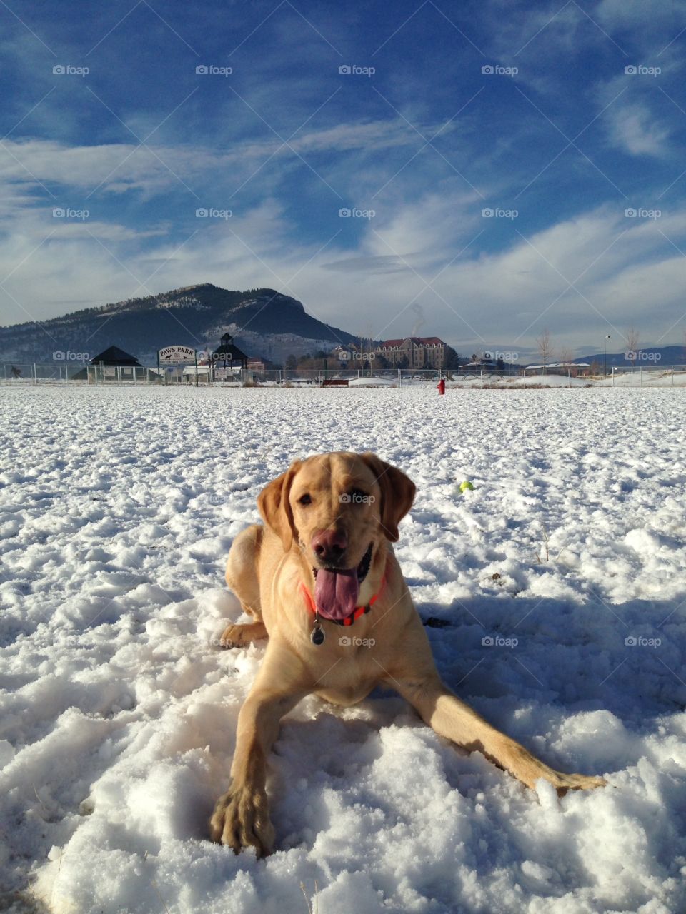 Snow, Dog, No Person, Winter, Outdoors