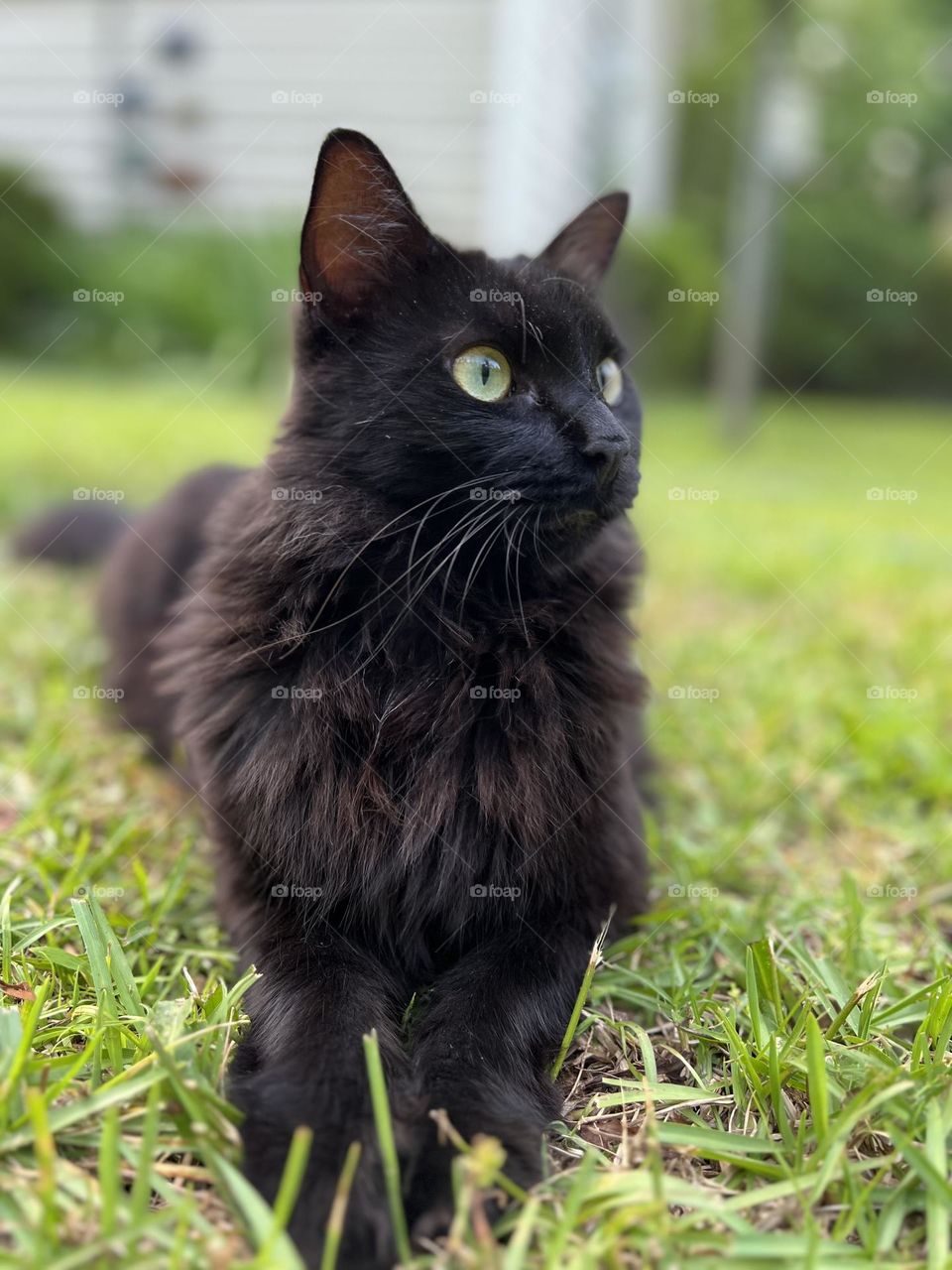 Black cat in the grass 