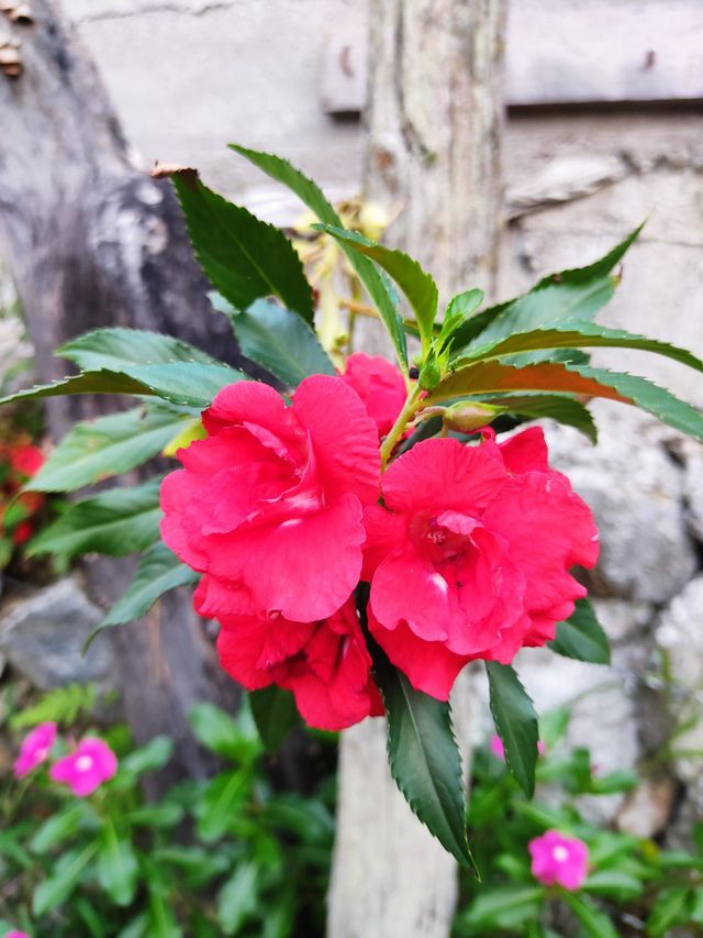 Ramo de flores naturales 🌺🌺🌺🌺🌺