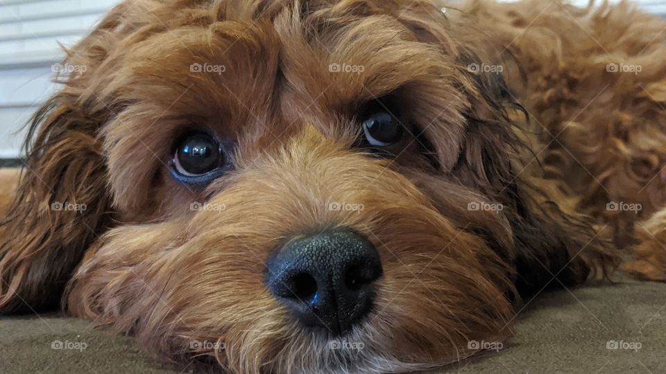 resting dog thoughts