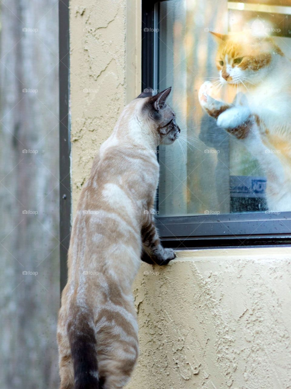 adorable image of two cats in a social distance situation separated by a window but attempting to communicate
