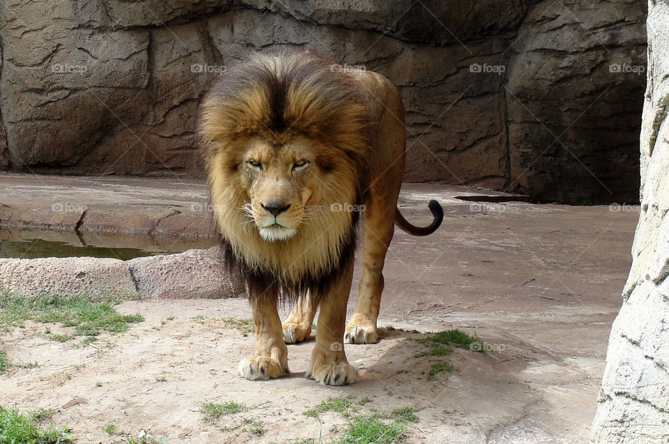 animal mammals zoo lion by carinafox5