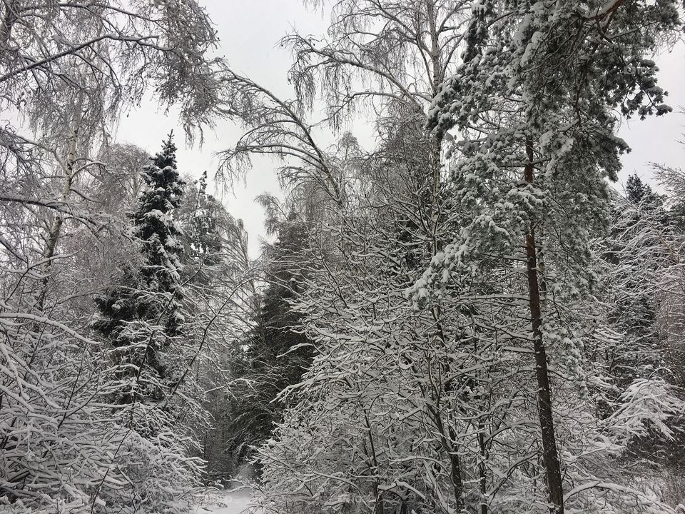 Winter landscape 