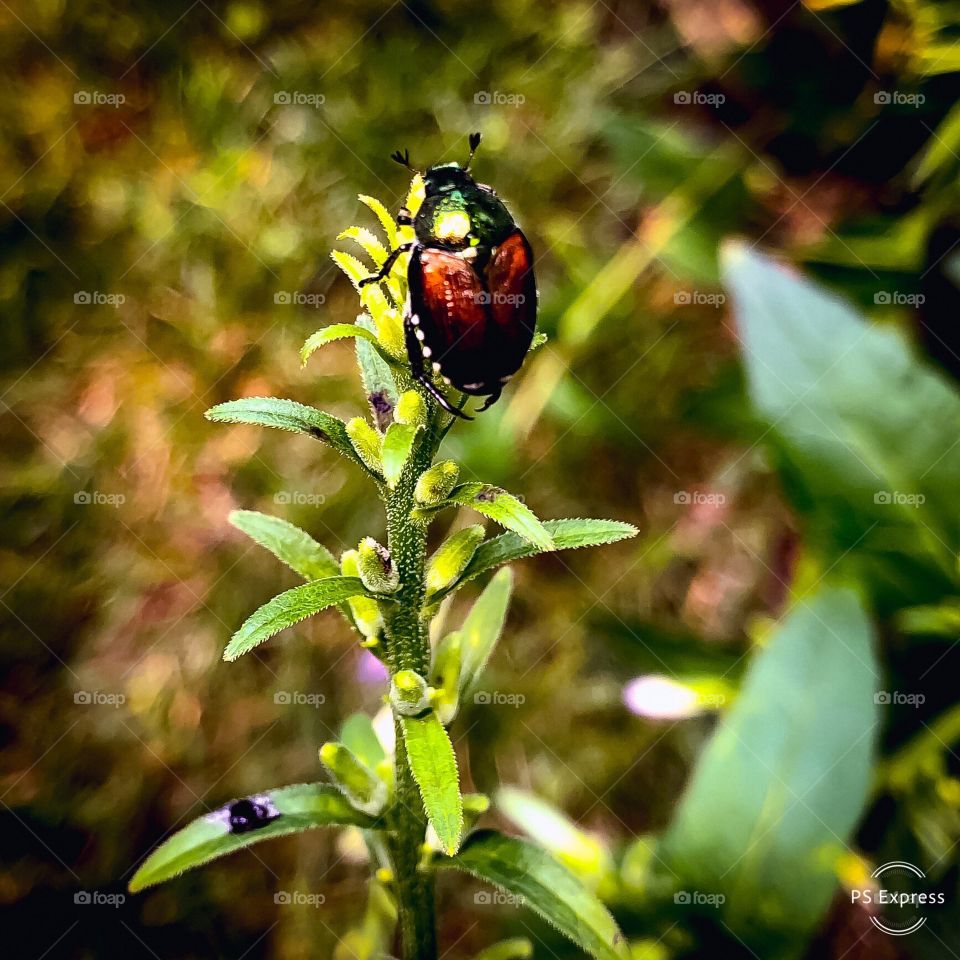 Japanese beetle at rest