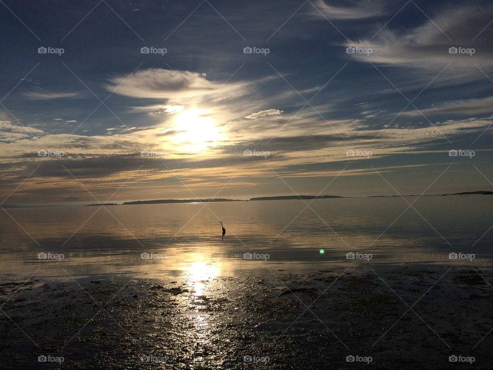 Heron greeting the sun