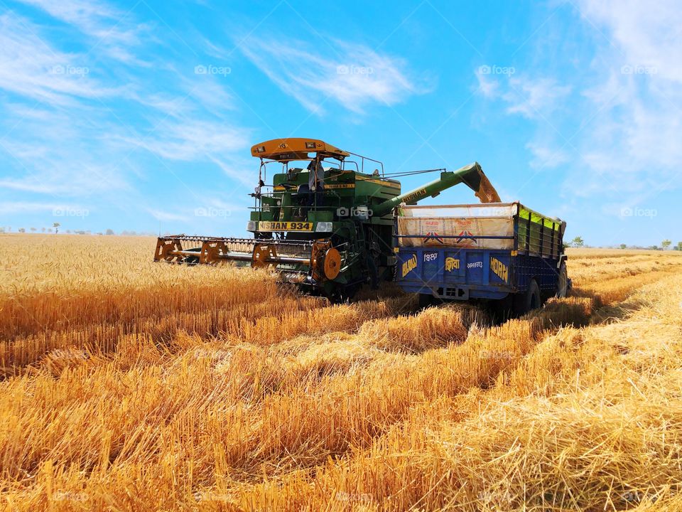 Season of harvesting brings smile on farmer’s face😊
