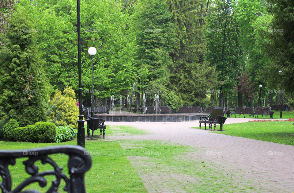 Park, city park, nature, trees, grass, flowers