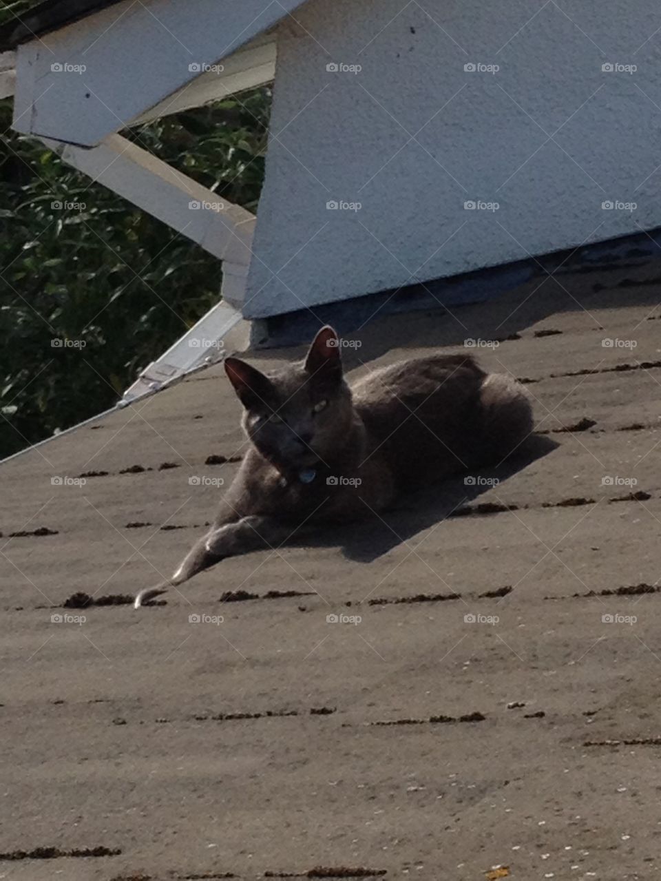 Sun bathing cat