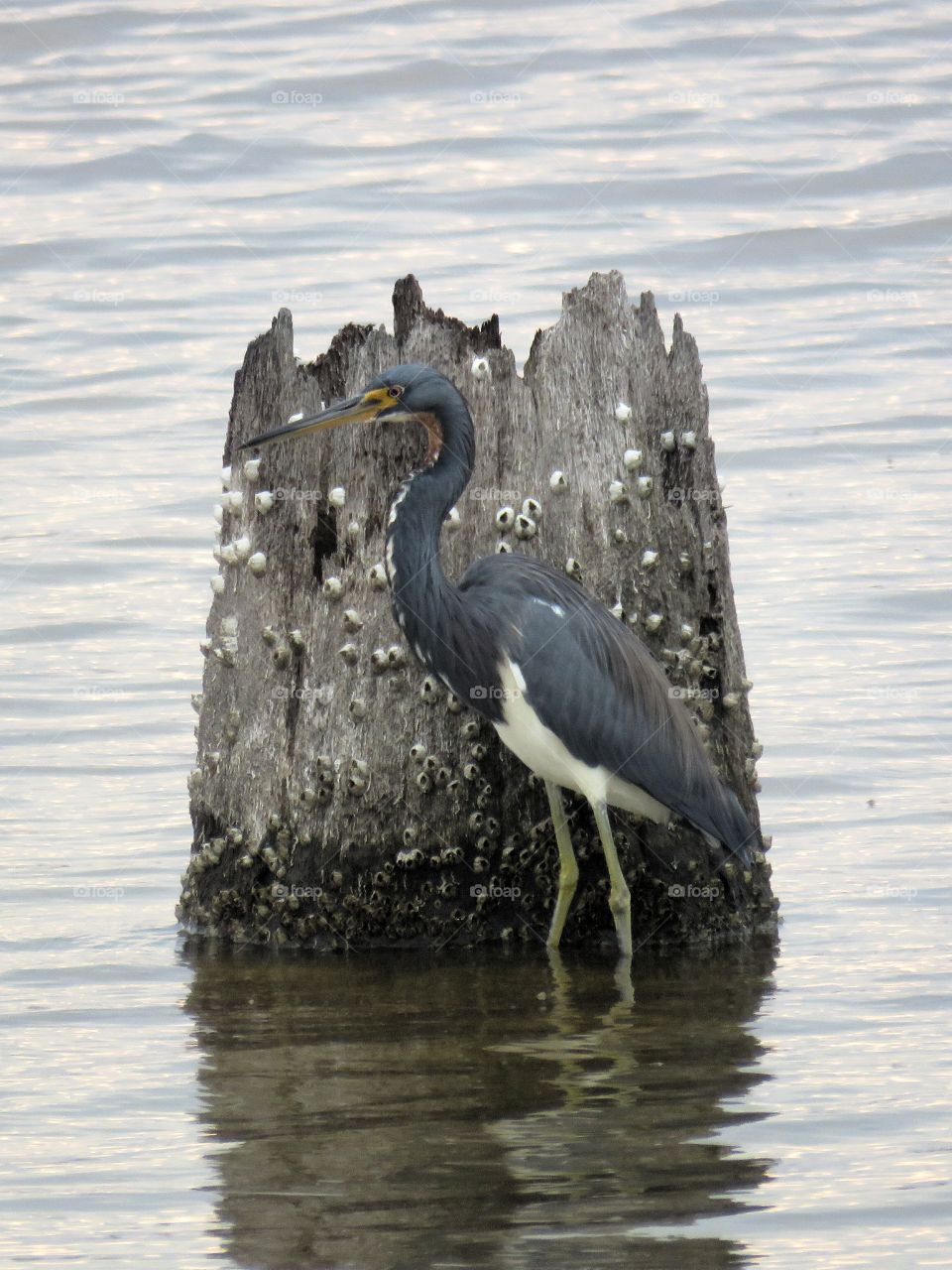 tricolored heron