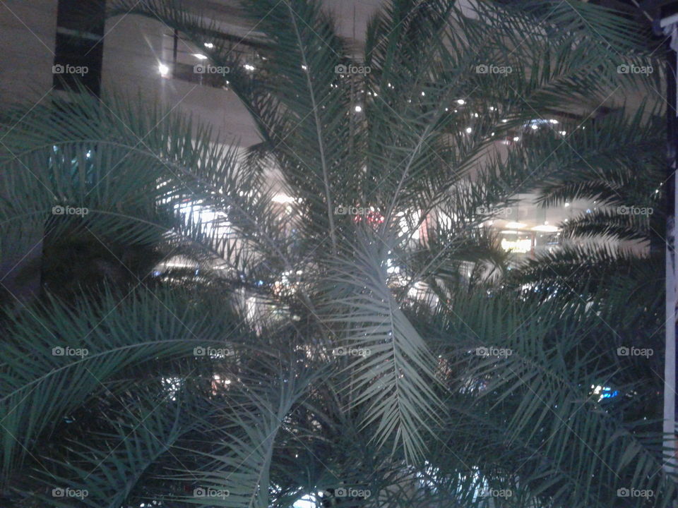 Tree in shopping mall