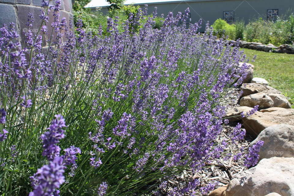 Lavender in bloom