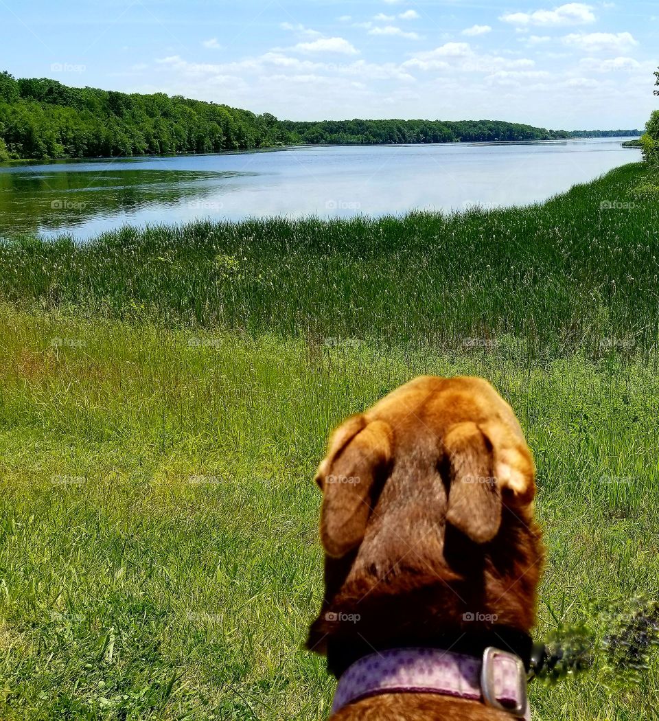 Taking a walk with my dog and taking in the fresh spring air on a beautiful day with a beautiful view.