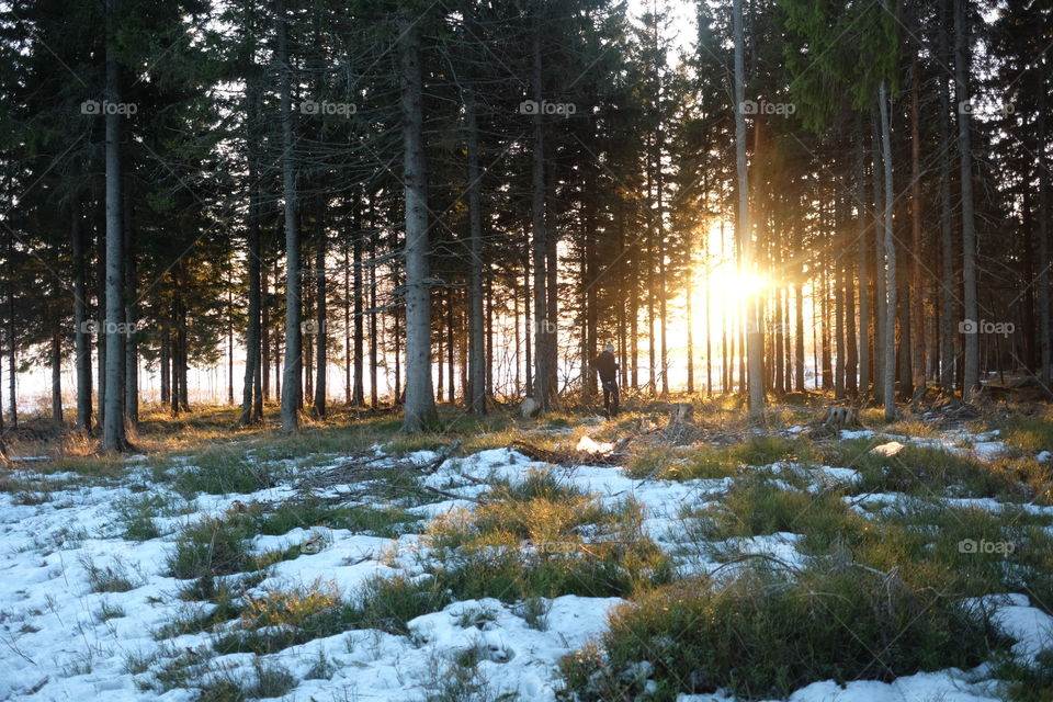 Wood, Tree, Landscape, Snow, Nature