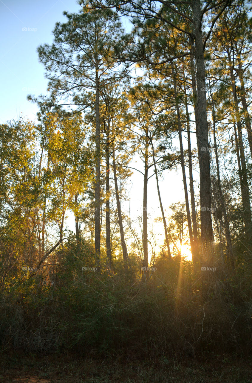 A Forest in every season! The forest's smell was fresh and organic! You could hear rustling as the wildlife scattered as the twigs were crunching under my feet. The trees were the towers of the forest. There are forests for all four seasons which display their own individual characteristics!