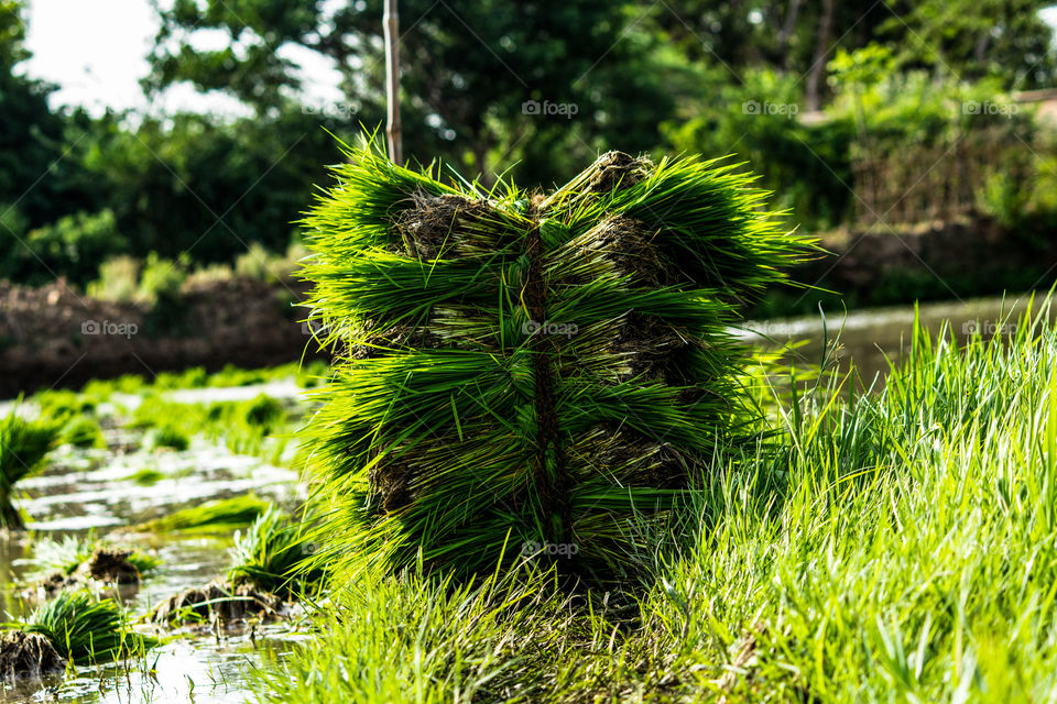 A Story of paddy grass ready to get planted to field.. #Indian agriculture