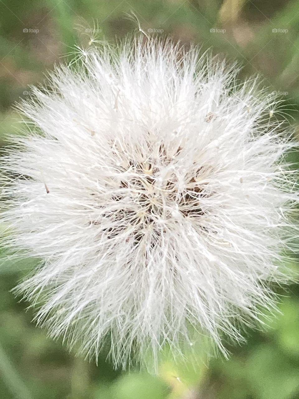 Flor macro. Flor branca muito leve chamada flor de sopro.