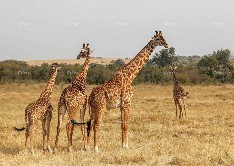 Giraffes in the Masai Mara