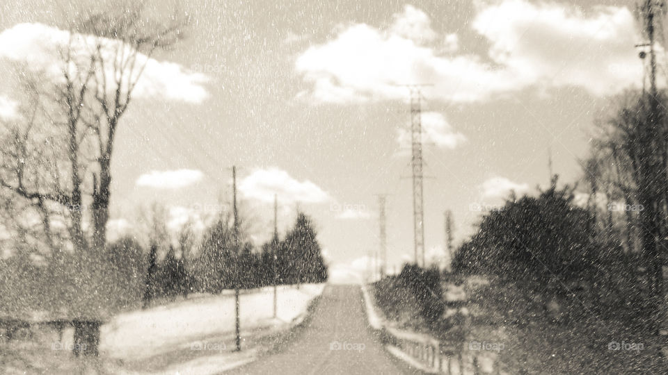 Tree, No Person, Winter, Monochrome, Snow